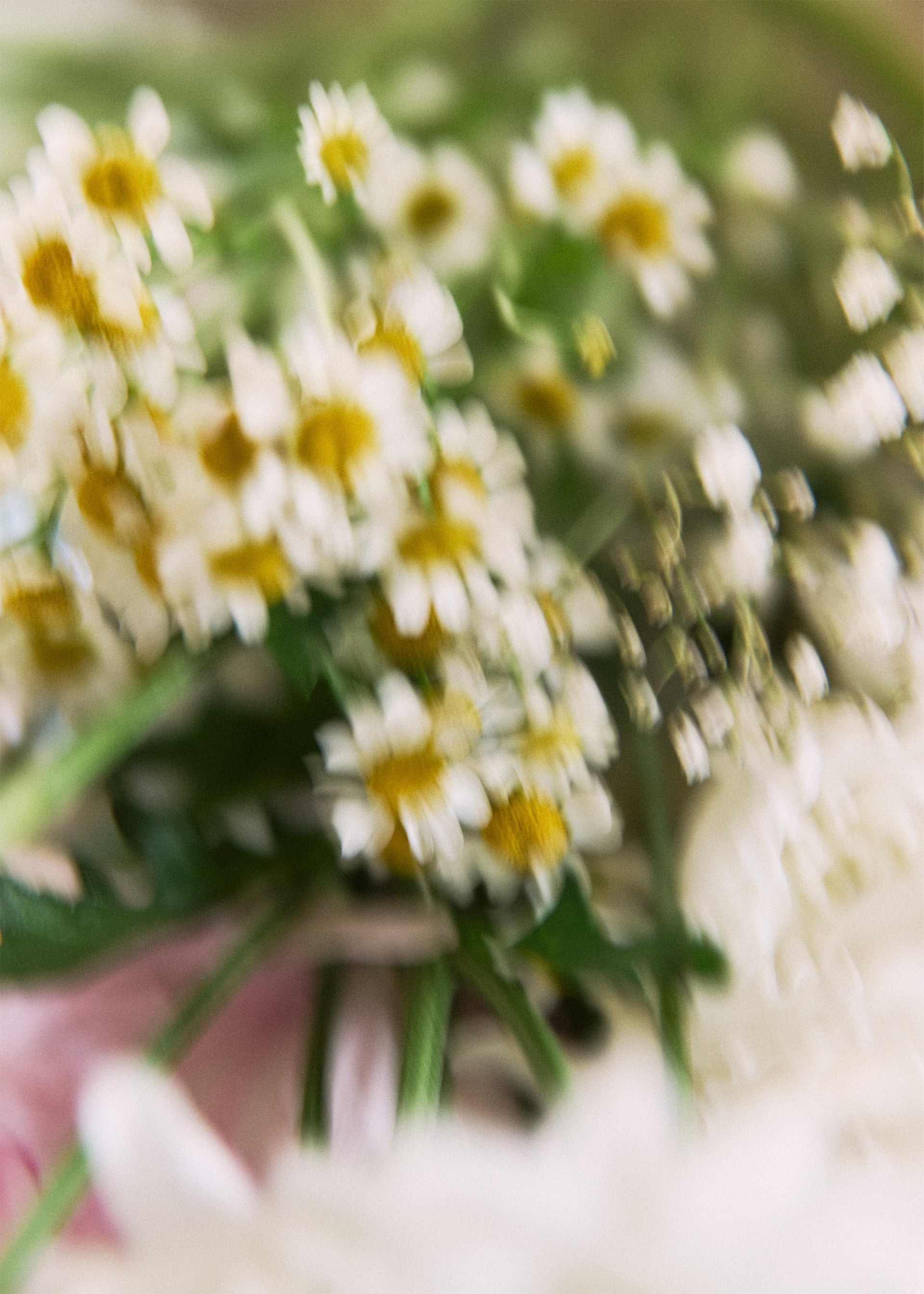 COLECCIÓN FLORES