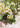 COLECCIÓN FLORES